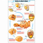 Birth of a Birds Chick Chart